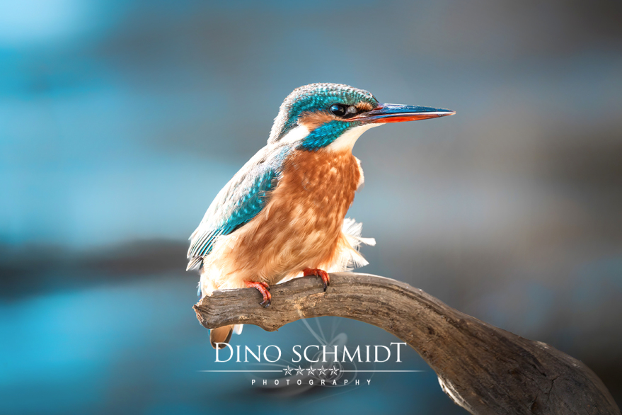 Dino Schmidt, Hochzeitsfotograf, Hochzeitsreportage, Wilhelmshaven, Wittmund, Jever, Westerholt, Oldenburg, Bremen, Hamburg, Esens, Norden, Aurich, Emden, Leer, Wiesmoor, Großefehn, Friedeburg, Remels, Borkum, Juist, Norderney, Osnabrück, Norddeutschland
