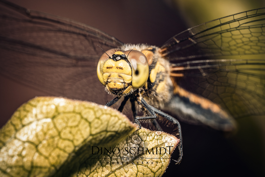 Dino Schmidt, Hochzeitsfotograf, Hochzeitsreportage, Wilhelmshaven, Wittmund, Jever, Westerholt, Oldenburg, Bremen, Hamburg, Esens, Norden, Aurich, Emden, Leer, Wiesmoor, Großefehn, Friedeburg, Remels, Borkum, Juist, Norderney, Osnabrück, Norddeutschland