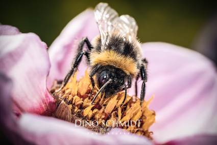 Dino Schmidt, Hochzeitsfotograf, Hochzeitsreportage, Wilhelmshaven, Wittmund, Jever, Westerholt, Oldenburg, Bremen, Hamburg, Esens, Norden, Aurich, Emden, Leer, Wiesmoor, Großefehn, Friedeburg, Remels, Borkum, Juist, Norderney, Osnabrück, Norddeutschland