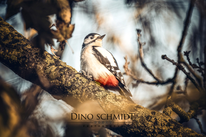 Dino Schmidt, Hochzeitsfotograf, Hochzeitsreportage, Wilhelmshaven, Wittmund, Jever, Westerholt, Oldenburg, Bremen, Hamburg, Esens, Norden, Aurich, Emden, Leer, Wiesmoor, Großefehn, Friedeburg, Remels, Borkum, Juist, Norderney, Osnabrück, Norddeutschland