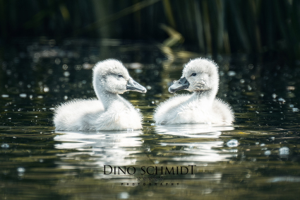 Dino Schmidt, Hochzeitsfotograf, Hochzeitsreportage, Wilhelmshaven, Wittmund, Jever, Westerholt, Oldenburg, Bremen, Hamburg, Esens, Norden, Aurich, Emden, Leer, Wiesmoor, Großefehn, Friedeburg, Remels, Borkum, Juist, Norderney, Osnabrück, Norddeutschland