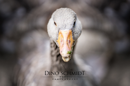 Dino Schmidt, Hochzeitsfotograf, Hochzeitsreportage, Wilhelmshaven, Wittmund, Jever, Westerholt, Oldenburg, Bremen, Hamburg, Esens, Norden, Aurich, Emden, Leer, Wiesmoor, Großefehn, Friedeburg, Remels, Borkum, Juist, Norderney, Osnabrück, Norddeutschland