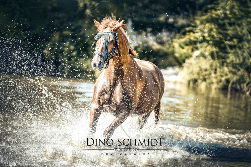 Dino Schmidt, Hochzeitsfotograf, Hochzeitsreportage, Wilhelmshaven, Wittmund, Jever, Westerholt, Oldenburg, Bremen, Hamburg, Esens, Norden, Aurich, Emden, Leer, Wiesmoor, Großefehn, Friedeburg, Remels, Borkum, Juist, Norderney, Osnabrück, Norddeutschland
