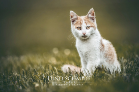 Dino Schmidt, Hochzeitsfotograf, Hochzeitsreportage, Wilhelmshaven, Wittmund, Jever, Westerholt, Oldenburg, Bremen, Hamburg, Esens, Norden, Aurich, Emden, Leer, Wiesmoor, Großefehn, Friedeburg, Remels, Borkum, Juist, Norderney, Osnabrück, Norddeutschland