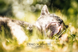 Dino Schmidt, Hochzeitsfotograf, Hochzeitsreportage, Wilhelmshaven, Wittmund, Jever, Westerholt, Oldenburg, Bremen, Hamburg, Esens, Norden, Aurich, Emden, Leer, Wiesmoor, Großefehn, Friedeburg, Remels, Borkum, Juist, Norderney, Osnabrück, Norddeutschland