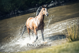 Dino Schmidt, Hochzeitsfotograf, Hochzeitsreportage, Wilhelmshaven, Wittmund, Jever, Westerholt, Oldenburg, Bremen, Hamburg, Esens, Norden, Aurich, Emden, Leer, Wiesmoor, Großefehn, Friedeburg, Remels, Borkum, Juist, Norderney, Osnabrück, Norddeutschland