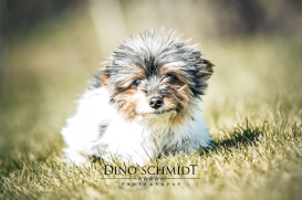 Dino Schmidt, Hochzeitsfotograf, Hochzeitsreportage, Wilhelmshaven, Wittmund, Jever, Westerholt, Oldenburg, Bremen, Hamburg, Esens, Norden, Aurich, Emden, Leer, Wiesmoor, Großefehn, Friedeburg, Remels, Borkum, Juist, Norderney, Osnabrück, Norddeutschland