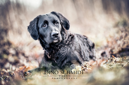 Dino Schmidt, Hochzeitsfotograf, Hochzeitsreportage, Wilhelmshaven, Wittmund, Jever, Westerholt, Oldenburg, Bremen, Hamburg, Esens, Norden, Aurich, Emden, Leer, Wiesmoor, Großefehn, Friedeburg, Remels, Borkum, Juist, Norderney, Osnabrück, Norddeutschland