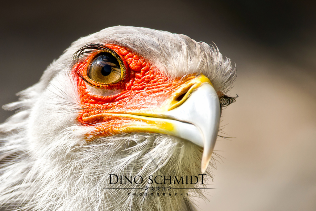Dino Schmidt, Hochzeitsfotograf, Hochzeitsreportage, Wilhelmshaven, Wittmund, Jever, Westerholt, Oldenburg, Bremen, Hamburg, Esens, Norden, Aurich, Emden, Leer, Wiesmoor, Großefehn, Friedeburg, Remels, Borkum, Juist, Norderney, Osnabrück, Norddeutschland