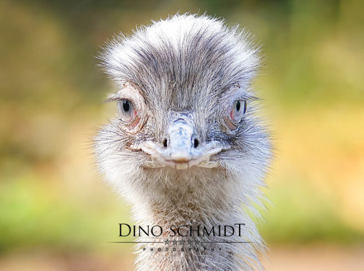 Dino Schmidt, Hochzeitsfotograf, Hochzeitsreportage, Wilhelmshaven, Wittmund, Jever, Westerholt, Oldenburg, Bremen, Hamburg, Esens, Norden, Aurich, Emden, Leer, Wiesmoor, Großefehn, Friedeburg, Remels, Borkum, Juist, Norderney, Osnabrück, Norddeutschland