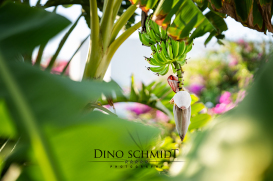 Landschaftsfotograf und Naturfotograf Dino Schmidt aus Wiesmoor, Landschaftsfotografie, Naturfotografie, Wilhelmshaven, Wittmund, Jever, Westerholt, Oldenburg, Esens, Norden, Aurich, Emden, Leer, Großefehn, Friedeburg, Uplengen, Borkum, Juist, Norderney, 