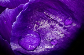 Landschaftsfotograf und Naturfotograf Dino Schmidt aus Wiesmoor, Landschaftsfotografie, Naturfotografie, Wilhelmshaven, Wittmund, Jever, Westerholt, Oldenburg, Esens, Norden, Aurich, Emden, Leer, Großefehn, Friedeburg, Uplengen, Borkum, Juist, Norderney, 