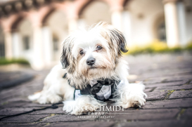 Hochzeitsfotograf Dino Schmidt aus Wiesmoor, Hochzeitsfotos, Hochzeitsfotografie, Hochzeitsreportage, Standesamt, Trauung, Wilhelmshaven, Wittmund, Jever, Westerholt, Oldenburg, Esens, Norden, Aurich, Emden, Leer, Großefehn, Friedeburg, Uplengen, Borkum, 